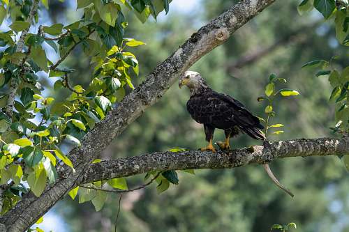 juanita bay park bald eagle 2201 market st
